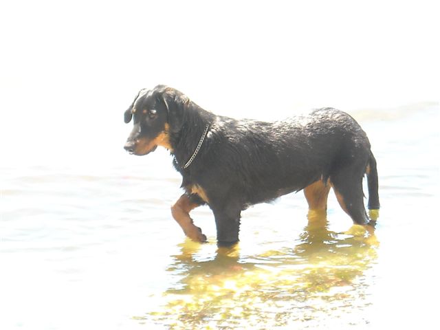 domainedelalicorne.fr Elevage de beauceron chiot beauceron pure race élevage du clos de la licorne elevage des gardiens de la licorne elevage beauceron noir et feu authentique gros gabarits élevage de Beauceron familial sérieux et qualité domainedelalicorne.fr suivi des chiots conseil d’éducation chiot propre bas rouge santé caractère spécialiste du beauceron noir et feu ou arlequin chien rustique berger de France  nos chiots sont élevés avec amour et attention notre passion au service de la qualité Beauceron de qualité et sportif domaine de la licorne 04380 BARRAS élevage en liberté éleveur berger de beauce élevage de beauceron de travail 